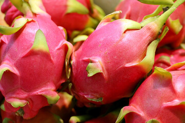 Dragon fruit on a market. Fresh crop of red pitaya or pitahaya