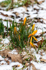 Yellow crocuses growing, with snow on the ground around them