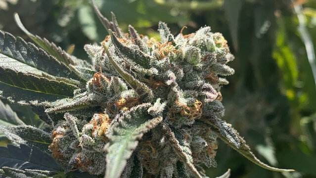 close up marijuana flower