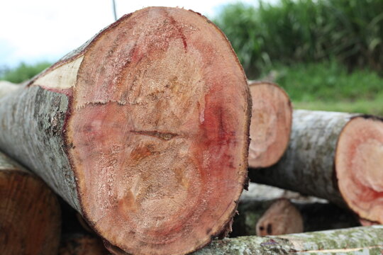 Wood Texture Of Samanea Saman Tree