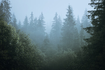 Misty forest. Morning scene of fog covering spruce forest. Tranquil nature landscape with fir tree tops silhouettes