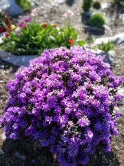 Obraz premium very beautiful round Bush of Rhododendron Azurika with blooming purple flowers in the garden with other flowering spring plants. desktop Wallpaper