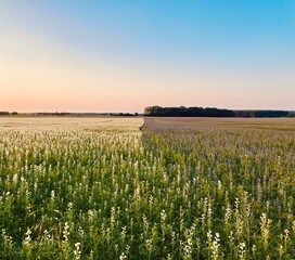 Field of corn