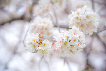 下から見上げた満開の桜のアップ