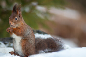 European red squirrel collects sunflower seeds in the snow