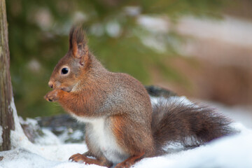 European red squirrel collects sunflower seeds in the snow