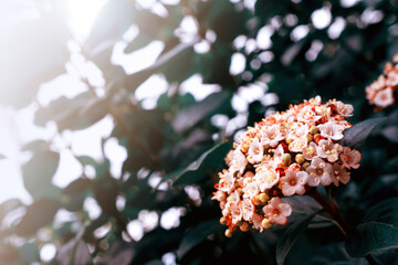 flowers, Spring blossom close-up, macro