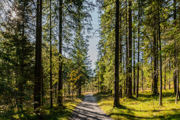 Fototapeta na wymiar Path in the forest of the National park Berchtesgaden