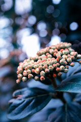 flowers, Spring blossom close-up, macro