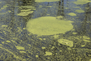 Lentilles d'eau à la surface d'un étang