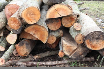 Wood texture of Samanea saman tree
