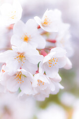 満開の桜の花部分のアップ
