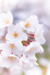 満開の桜の花部分のアップ