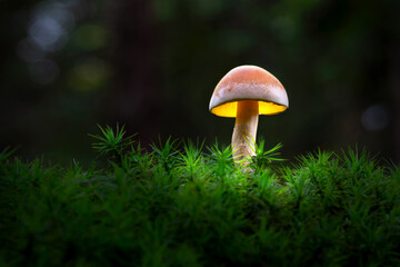 The forest mushroom shines like a lamp