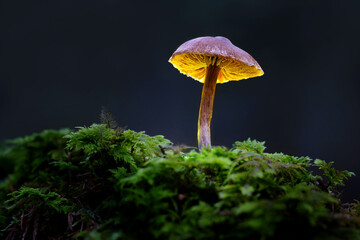 The forest mushroom shines like a lamp