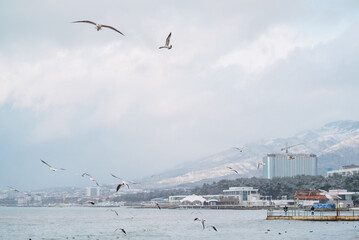 City beach during the winter season, in the distance Markotkh Range. Seagulls are flying in the foreground. - obrazy, fototapety, plakaty