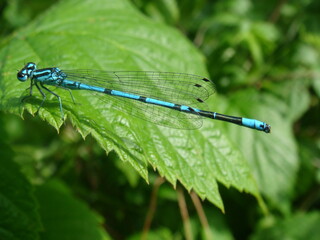 Dragonfly