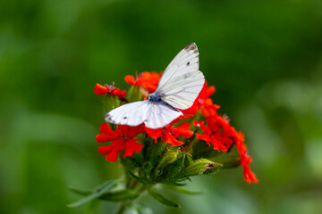 A white butterfly on a red flower in close-up on a green blurred background feeds on nectar on a sunny summer day