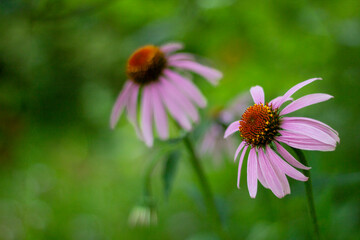 Obraz premium Echinacea flowers close-up on a green blurred background on a clear summer day with space to copy