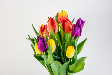 Bouquet of yellow, red and violet tulips on a white background