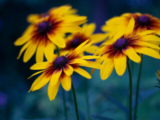 Triangular composition of bright yellow-orange-brown flowers on a cold green background close-up