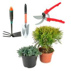 Decorative juniper and thuja in flower pots and garden tools isolated on white . Collage.