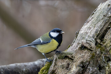 Fototapeta premium Kohlmeise mit Futter im Schnabel