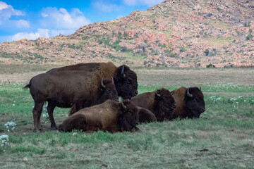 bison in park