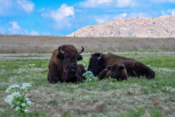 buffalo in the field