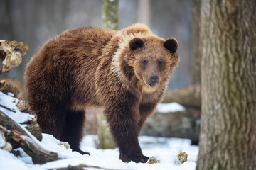 Wild brown bear in winter forest