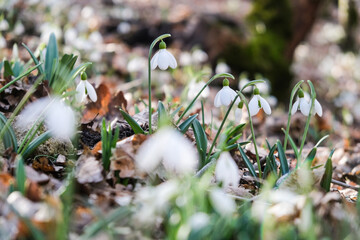 Flowers of a snowdrop or common snowdrop (Galanthus nivalis). Spring flowers snowdrops. Snowdrops bloom in the wild forest in spring.
