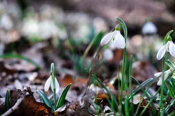 Flowers of a snowdrop or common snowdrop (Galanthus nivalis). Spring flowers snowdrops. Snowdrops bloom in the wild forest in spring.