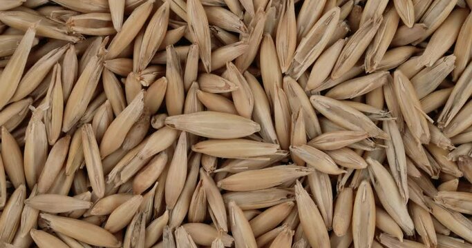 Top view of oat seeds rotating. Closeup. Macro.