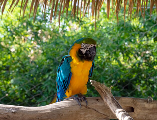 yellow and green macaw