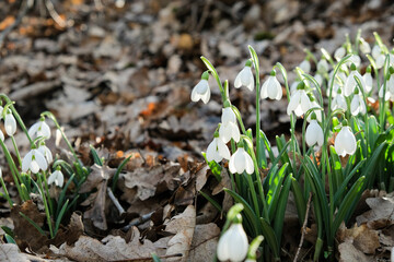 Flowers of a snowdrop or common snowdrop (Galanthus nivalis). Spring flowers snowdrops. Snowdrops bloom in the wild forest in spring.