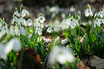 Flowers of a snowdrop or common snowdrop (Galanthus nivalis). Spring flowers snowdrops. Snowdrops bloom in the wild forest in spring.