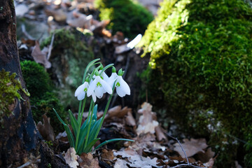 Flowers of a snowdrop or common snowdrop (Galanthus nivalis). Spring flowers snowdrops. Snowdrops bloom in the wild forest in spring.