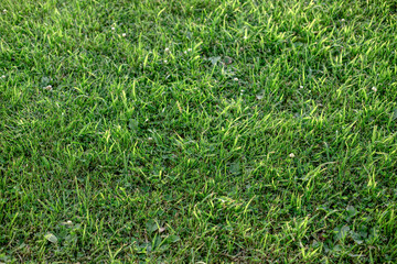Dark green lawn in summer