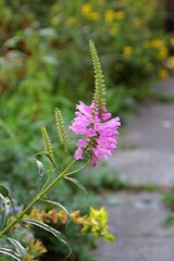 purple pitcher flower on a blurred background, pink flowers of a blooming plant, flower on a long twig