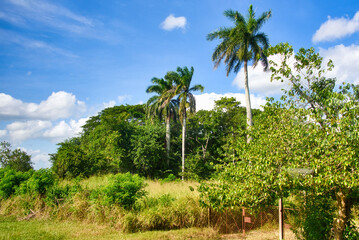 Naklejka premium Cuban landscape with Royal Palm trees