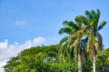Fototapeta na wymiar Cuban landscape with Royal Palm trees