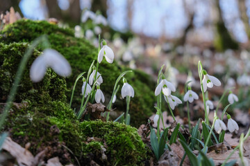 Flowers of a snowdrop or common snowdrop (Galanthus nivalis). Spring flowers snowdrops. Snowdrops bloom in the wild forest in spring.