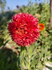 Indian blanket flower