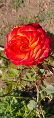 Single orange and red rose