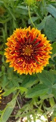 Yellow and red Indian Chrysanthemums flower