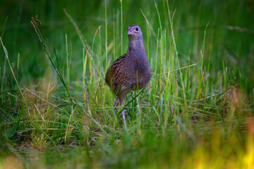 The corn crake, corncrake or landrail, Crex crex is a bird in the rail family