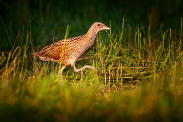 The corn crake, corncrake or landrail, Crex crex is a bird in the rail family
