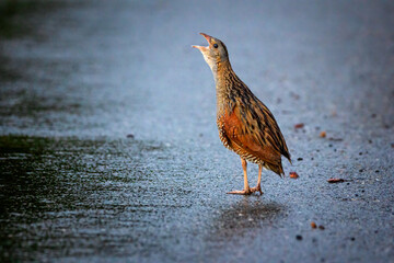 The corn crake, corncrake or landrail, Crex crex is a bird in the rail family