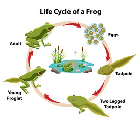 Fototapeta na wymiar Frog Life Cycle with adult frog, eggs, tadpoles, and young froglet. Frog pond with waterlilies, cattails, and rocks.