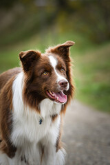 Autumn face of border collie. He is so cute in the leaves. He has so lovely face.
